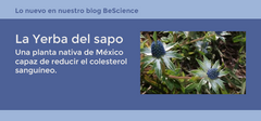 La Yerba del sapo, una planta mexicana con grandes beneficios. #Aprendiendo con BeScience®